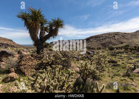 Jardin du désert le long du sentier en boucle coiffure dans le Mojave National Preserve. Banque D'Images