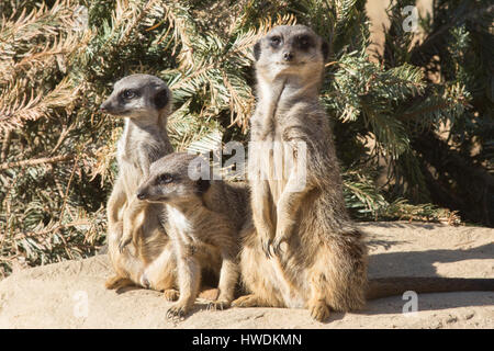 Meerkat ou Suricate (Suricata suricatta). Trio, les membres de la famille. Banque D'Images