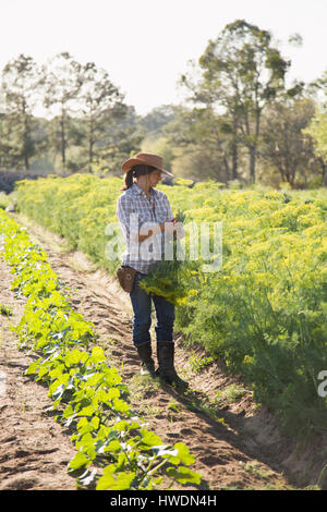 Jeune femme en sélectionnant la floraison aneth (Anethum graveolens) de fleur farm field Banque D'Images