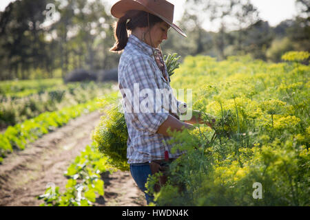 Jeune femme en sélectionnant la floraison aneth (Anethum graveolens) de fleur farm field Banque D'Images