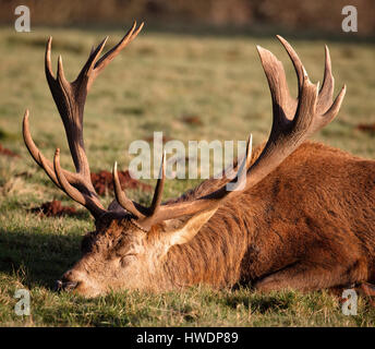 Dix anciens red deer stag pointeur Cervus elaphus en faisant reposer le poids de son panache à la fin de l'automne au soleil Ashton Court Bristol UK Banque D'Images