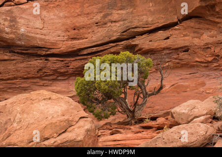 Le long Sentier Juniper Grand View, Canyonlands National Park, Utah Banque D'Images