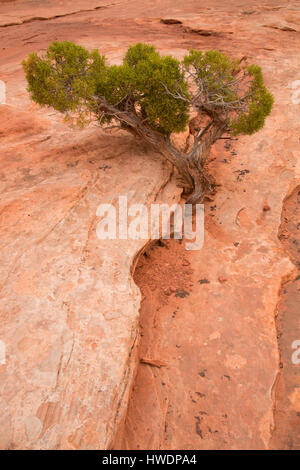 Le long Sentier Juniper Grand View, Canyonlands National Park, Utah Banque D'Images