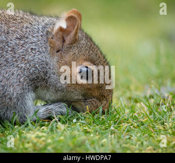 L'écureuil gris Sciurus carolinensis sentir le sol pour l'alimentation enterré au cours de l'automne précédent Banque D'Images