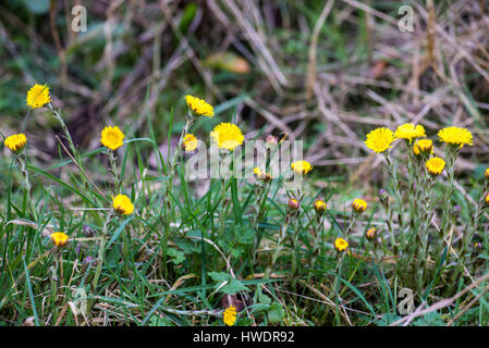 Tussilage (Tussilago farfara). Une usine d'argile calcaire, les sols au début du printemps. Anciennement utilisé comme un remède de fines herbes pour la toux et l'asthme. Banque D'Images