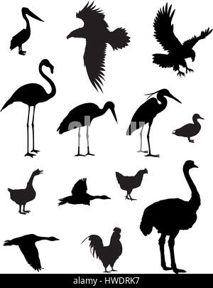 Vector illustration de divers oiseaux silhouettes Illustration de Vecteur