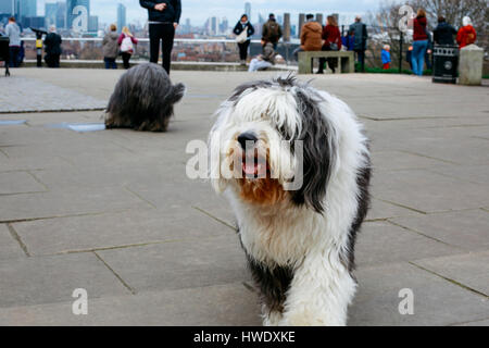 Happy Old English Sheepdog à Greenwich Park, les touristes et les toits de Londres sur l'arrière-plan. Banque D'Images