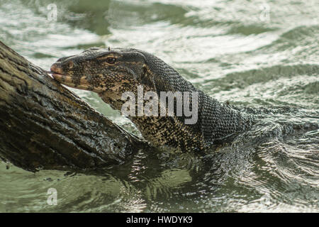 Surveiller l'eau, Varanus salvator, sur Pulau Putri, Indonésie Banque D'Images