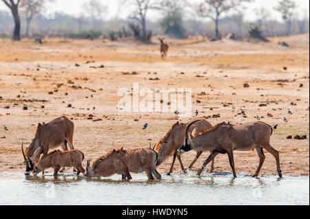 L'antilope rouanne Hippotragus equinus vu dans le parc national de Hwange au Zimbabwe. Banque D'Images