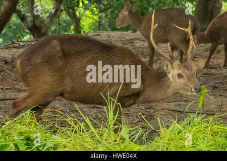 Bawean Deer Hog, Hyelaphus kuhlii sur Pulau Bawean, Indonésie Banque D'Images