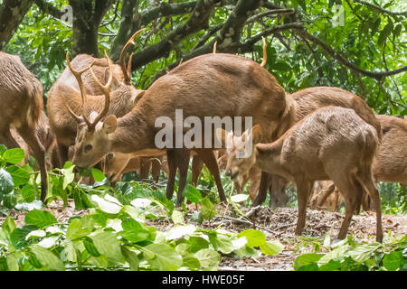 Troupeau de cerfs, de porcs Bawean Hyelaphus kuhlii sur Pulau Bawean, Indonésie Banque D'Images