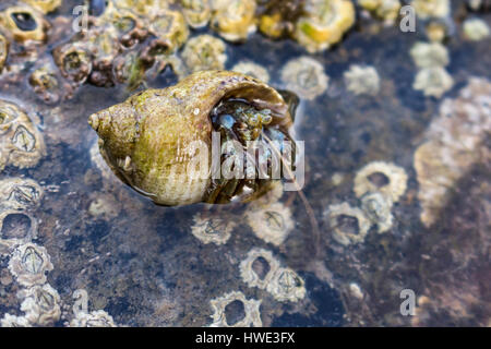 L'Ermite commun montrant Tête et griffes qui sortent de la shell à Rascarrel Bay, Dumfries et Galloway, Écosse, Royaume-Uni. Banque D'Images