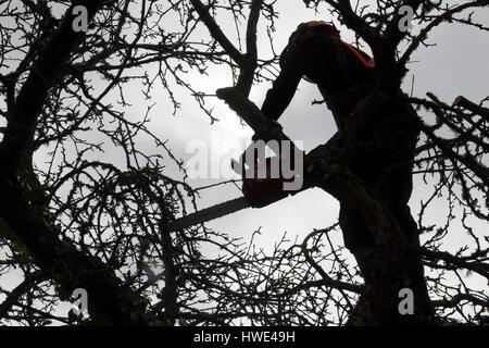 Lumberjack,tree surgeon ou Arboriste marche jusqu'à une piste d'un arbre bramley pollard avec une tronçonneuse husqvarna Banque D'Images