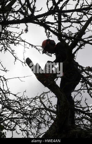 Lumberjack,tree surgeon ou Arboriste marche jusqu'à une piste d'un arbre bramley pollard avec une tronçonneuse husqvarna Banque D'Images