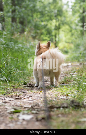 Chien de compagnie chuhuahua poils longs. Banque D'Images