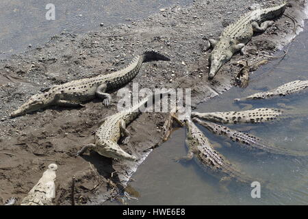 Crocodile (Crocodylus acutus). L'Amérique centrale, le Costa Rica, Puntarenas, Hotel Banque D'Images