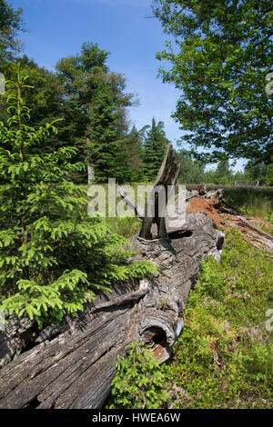 Totholz, Holz, Stamm, als La société für Tiere, abgestorbener Eichenstamm alter, Eiche, bois mort, bois mort Banque D'Images