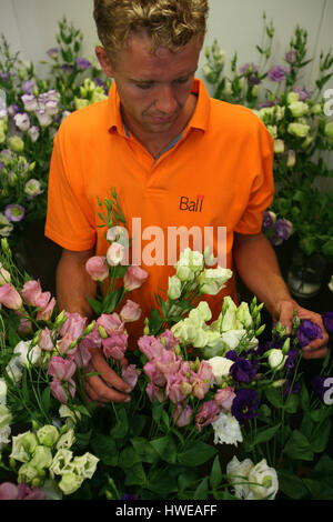 La germination des graines dans des serres Banque D'Images