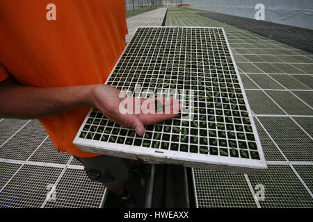 La germination des graines dans des serres Banque D'Images