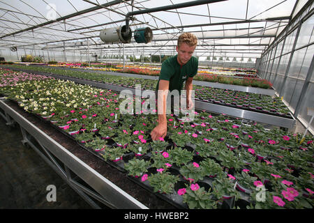 La germination des graines dans des serres Banque D'Images