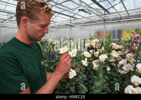 La germination des graines dans des serres Banque D'Images