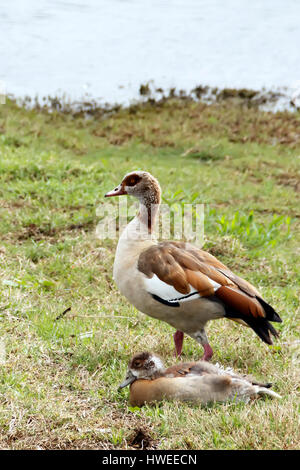 Canard aux longues jambes avec un caneton sur l'herbe Banque D'Images