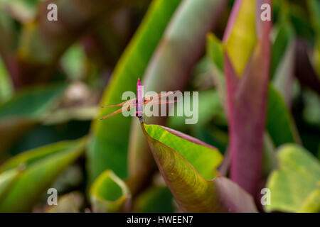 Une grande libellule de couleur pourpre perché sur une grande feuille plante vert et violet dans un jardin botanique. Banque D'Images