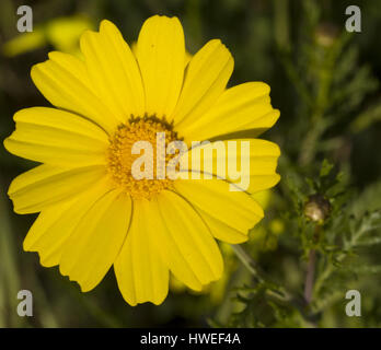 Marguerite jaune (Glebionis coronaria). Banque D'Images