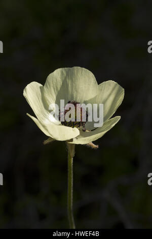 Buttercup de Turban blanc (Ranunculus asiaticus) Banque D'Images