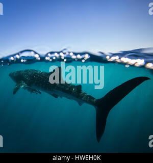 Requin-baleine (Rhincodon typus) Banque D'Images