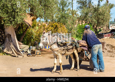 Âne avec un travailleur sur une rue de Marrakech, Maroc Banque D'Images