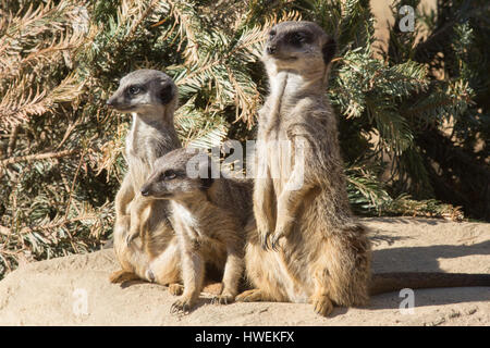 Meerkat ou Suricate (Suricata suricatta). Trio, les membres de la famille. Banque D'Images