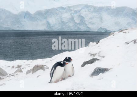 Deux manchots papous (Pygoscelis papua), Neko Harbour, l'Antarctique Banque D'Images