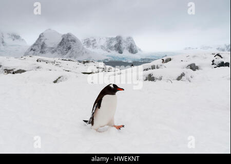 Gentoo pingouin (Pygoscelis papua) dans paysage de neige, l'Île Petermann, Antarctique Banque D'Images