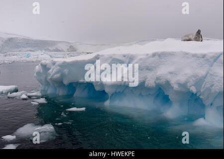 Lobodon carcinophaga crabiers (joint), l'Antarctique, point Portail Banque D'Images