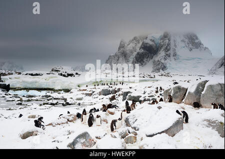 Colonie de manchots Gentoo (Pygoscelis papua), l'Antarctique, l'Île Petermann Banque D'Images