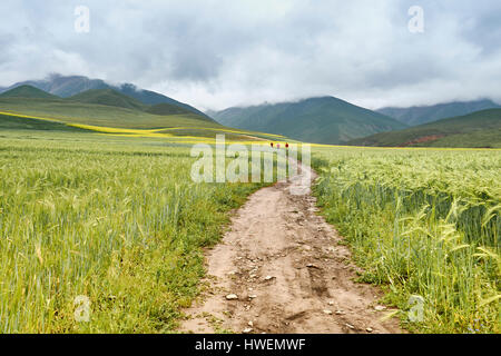 Rizière, Menyuan, Province de Qinghai, Chine Banque D'Images