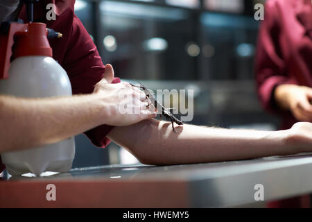 Phasme diable épineux de ramper sur college student's arm in lab Banque D'Images