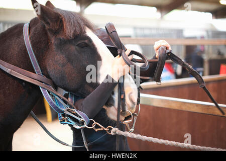 Jeune femme mettant à cheval en bride Banque D'Images