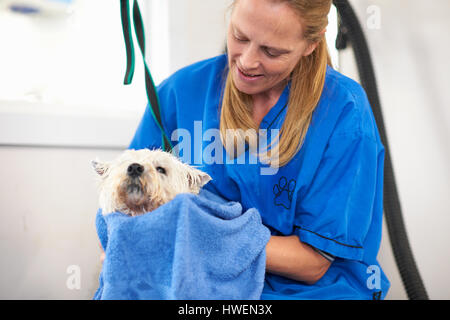 Le séchage de la fourrure de chien femme en pet salon Banque D'Images