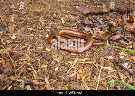 Ver lent (Anguis fragilis) sur une réserve naturelle dans le Herefordshire UK campagne Banque D'Images