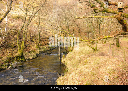 La rivière serpentant à travers Marteg Gilfach Nature Reserve dans les monts Cambriens Rhayader Wales Banque D'Images