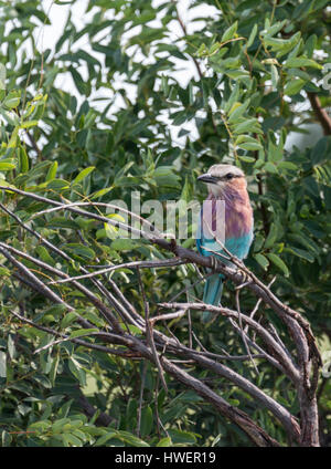 Rouleau de lilas en afrique d'oiseaux du parc national Kruger Banque D'Images