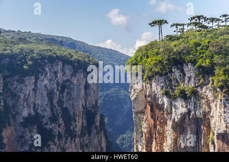 Araucaria angustifolia au Canyon Itaimbezinho, Cambara do Sul, Rio Grande do Sul, Brésil Banque D'Images