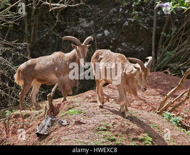 Le mouflon à manchettes (ammotragus lervia) Banque D'Images