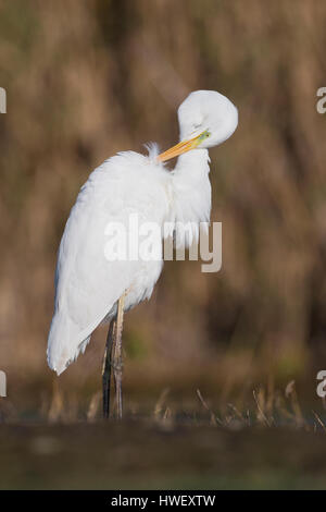 Grande Aigrette (Ardea alba), des profils de lissage Banque D'Images