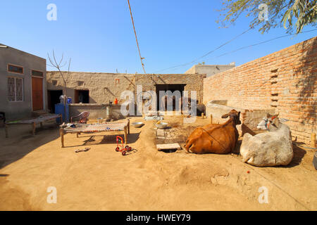 Une cour de ferme traditionnelle punjabi en Inde avec le bétail Banque D'Images