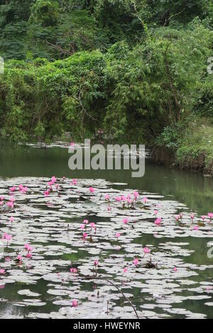 Nelumbo est un genre de plantes aquatiques avec de grandes fleurs voyantes. Les membres sont communément appelés lotus. Water Lilies at temple à Hoa lu au Vietnam. Banque D'Images