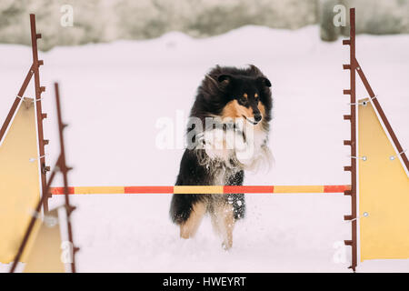 Funny Jeunes Shetland Sheepdog Sheltie, Collie, jouant et sautant par-dessus une barrière à la formation dans la neige, hiver Banque D'Images