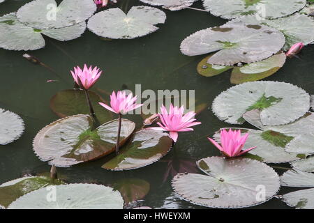 Nelumbo est un genre de plantes aquatiques avec de grandes fleurs voyantes. Les membres sont communément appelés lotus. Water Lilies at temple à Hoa lu au Vietnam. Banque D'Images